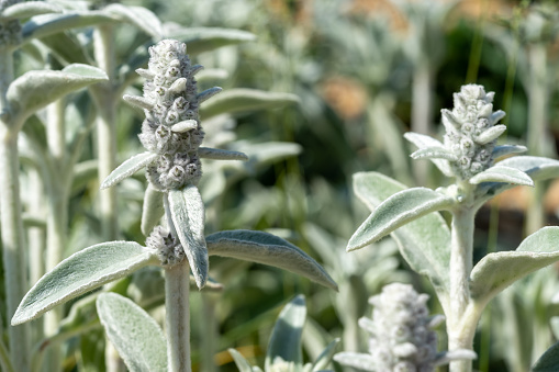 closeup of several lambs ear plants with soft leaves and a light green color