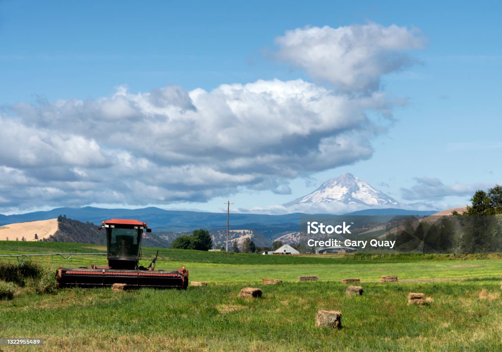 Hay Baler, Wheat Field, and Mt Hood in Dufur, Oregon, Taken in Summer A hay baler, hay bales, and a wheat field in Dufur, Oregon, with Mt Hood in the background. Oregon - US State Stock Photo