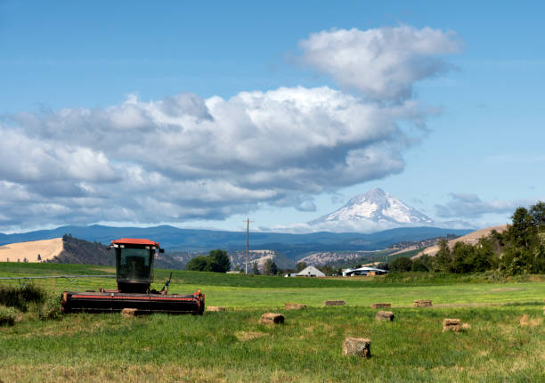 Hay Baler, Wheat Field, and Mt Hood in Dufur, Oregon, Taken in Summer A hay baler, hay bales, and a wheat field in Dufur, Oregon, with Mt Hood in the background. hay baler stock pictures, royalty-free photos & images