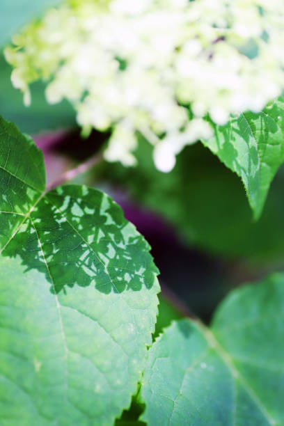 istock White hydrangea flowers that cast beautiful lace-like shadows on the leaves 1322957137
