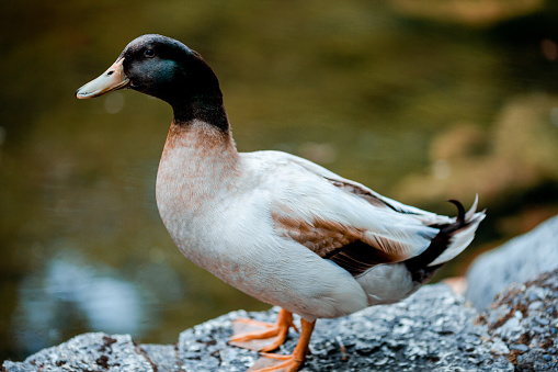 Portrait of a lone duck sitting by a pond