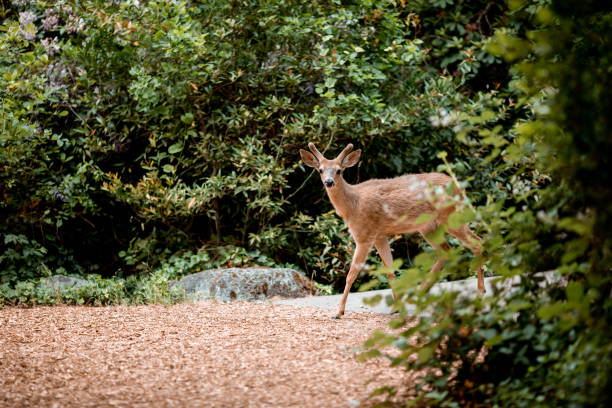 Deer in the Woods
