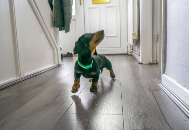 Dachshund puppy in hallway