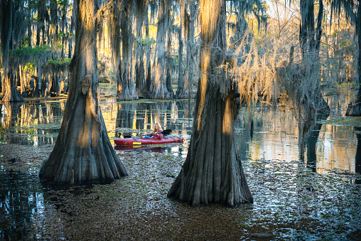 Solo female paddles a kayak through a bald cypress swamp filled with spatterdock, an invasive aquatic seaweed