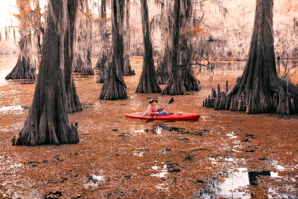 istock Autumn glory in a cypress swamp 1322960602