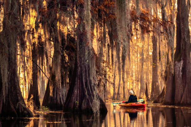 istock Kayaking through a cypress swamp 1322960620