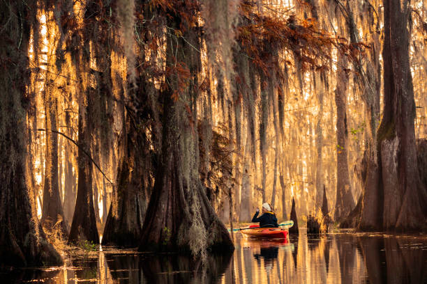 istock Kayaking through a cypress swamp 1322960634