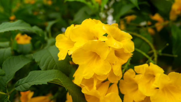 istock Beautiful flower are blooming in Spring 1322961191