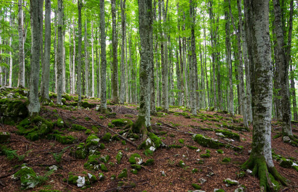 istock early morning in the spring forest 1322965390