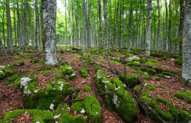 istock the moss and humidity of the forest 1322965395