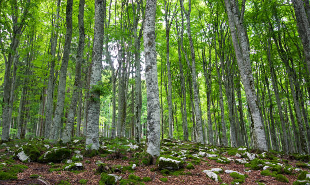 istock a walk in the cool of the summer forest 1322965399