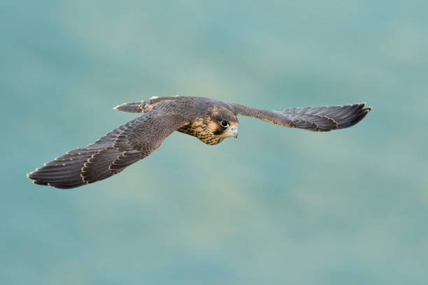 istock Peregrine falcon (Falco peregrinus) 1322966136