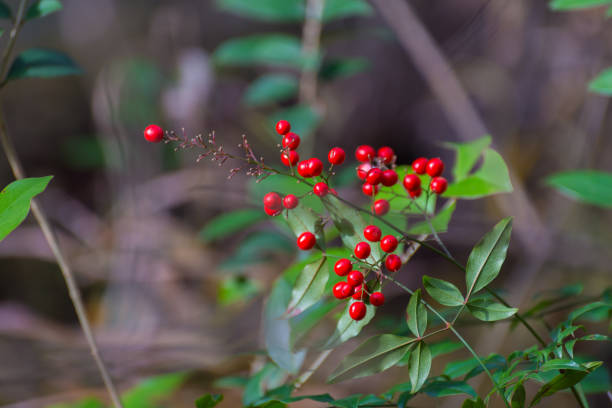 istock Wild berry that look like Cherry 1322966524