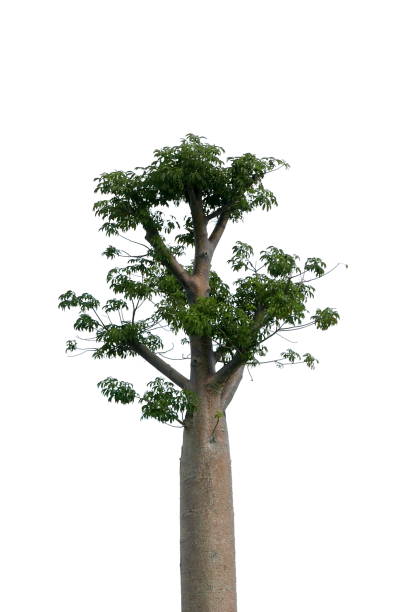 Top of Boabab tree isolated on white background. Top of Boabab tree isolated on white background. boabab tree stock pictures, royalty-free photos & images