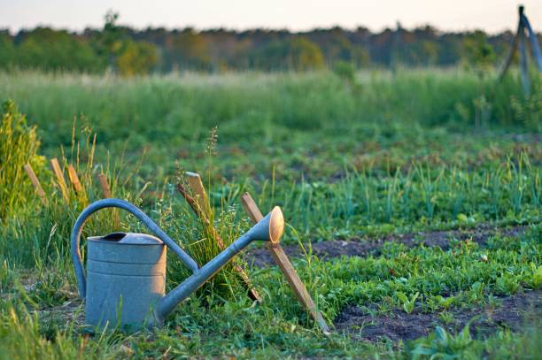 istock Summer evening in the garden 1322967358