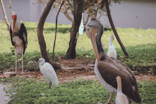 istock A Greater Adjutant Stork or Leptoptilos dubius 1322969031