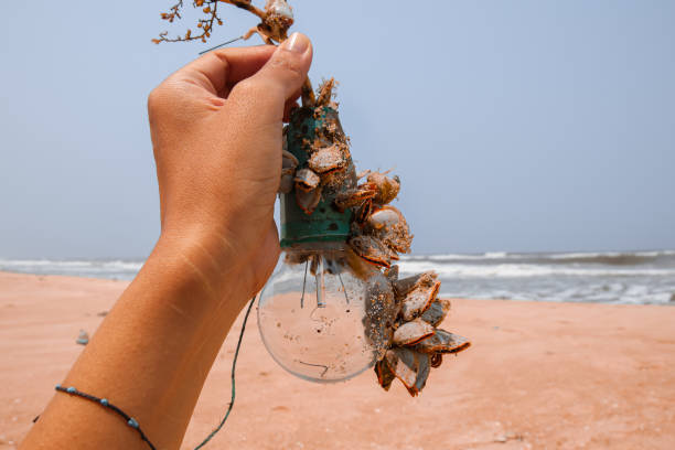 istock A woman's hand holding a discarded lightbulb covered with barnacles during a beach cleanup 1322969877