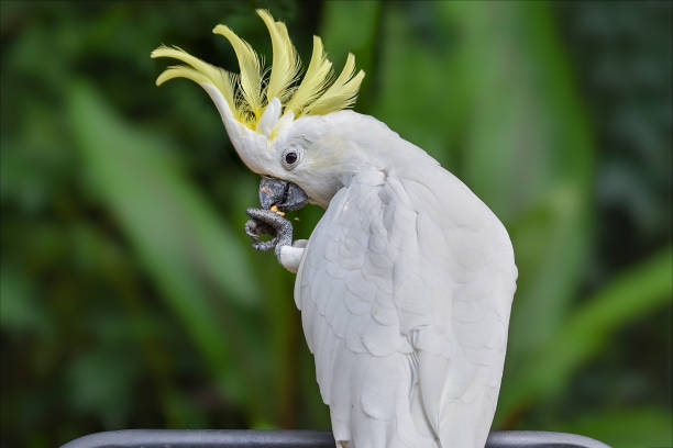 Sulphur Crested Cockatoo (Cacatua galerita) Close up of a Sulphur Crested Cockatoo eating sulphur crested cockatoo photos stock pictures, royalty-free photos & images