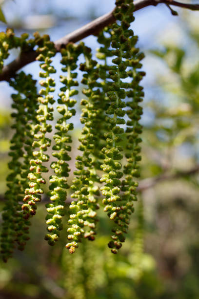 juglans californica staminate bloom - ballona fwm - 031621 b - rosids imagens e fotografias de stock