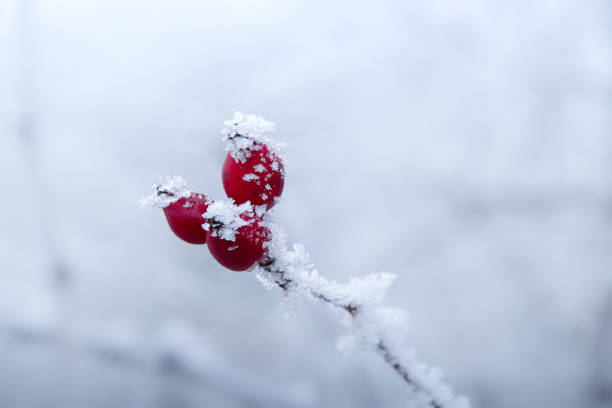 istock Frost covered rose hips in the Winter 1322970129