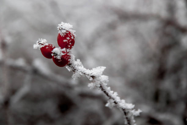 istock Frost covered rose hips in the Winter 1322970146