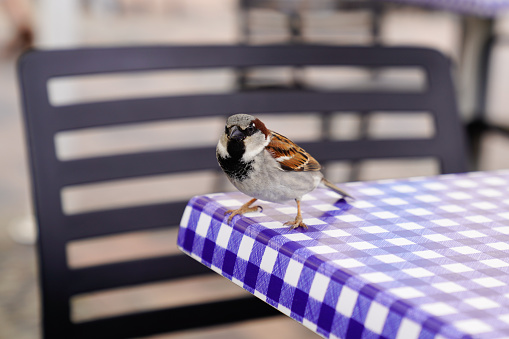 sparrow male perching On table At Restaurant wait for crumbs