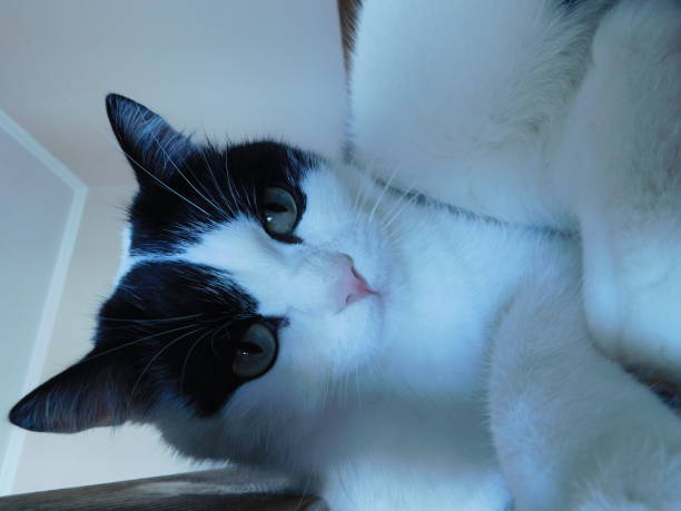 gato blanco y negro mirando directamente al fotógrafo - extortionist fotografías e imágenes de stock