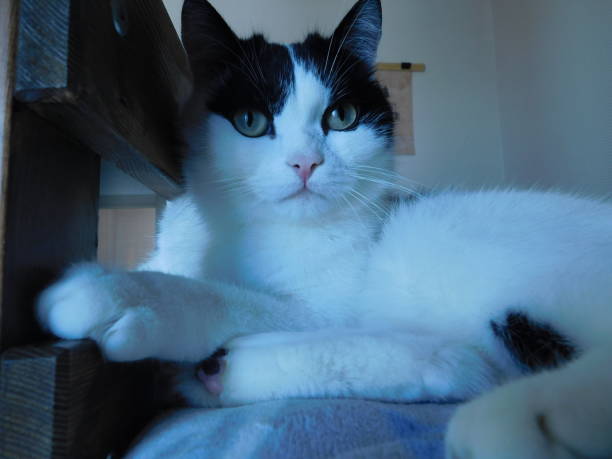 gato blanco y negro mirando directamente al fotógrafo - extortionist fotografías e imágenes de stock