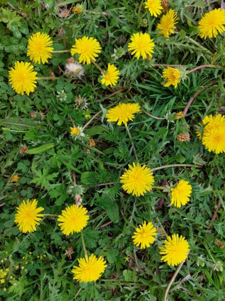 istock Yellow blooming dandelions on grassland meadow 1322971974