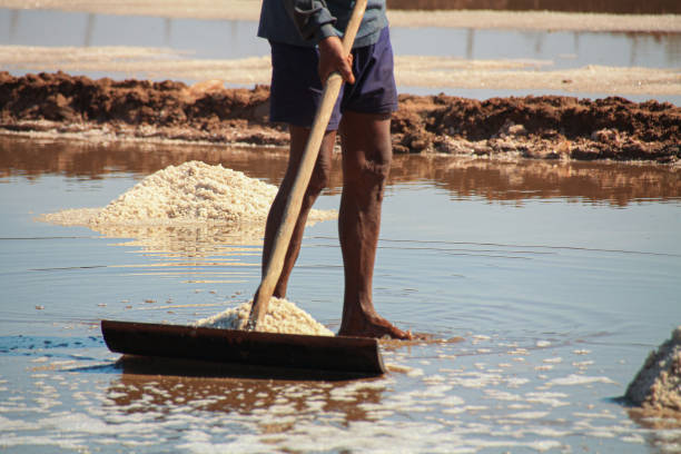 Low section of a person harvesting salt stock photo