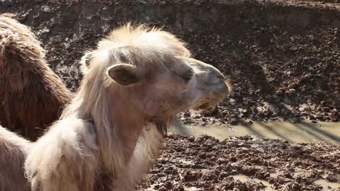 A Camel On A Farm Long Hair Waving Head Closeup Zoo Raising A Mammal And Studying An Animal Family Entertainment Stock Video - Download Video Clip Now - iStock A Camel On A Farm Long Hair Waving Head Closeup Zoo Raising A Mammal And Studying An Animal Family Entertainment Stock Video - Download Video Clip Now - iStock