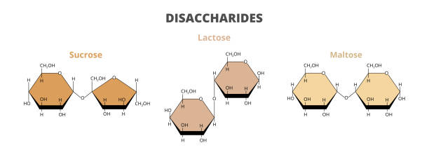 векторный набор диетических дисахаридов, углеводов – сахарозы, лактозы, молекул мальтозы, изолированных на белом. - hydrogen molecule white molecular structure stock illustrations