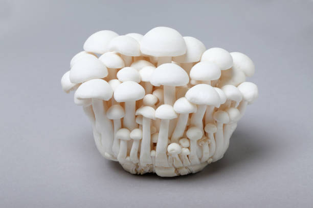 istock Bunapi shimeji, white beech mushrooms, also called white clamshell mushrooms 1322974743
