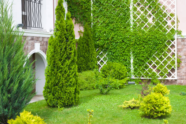istock Part of a modern house front yard during summer time 1322975328