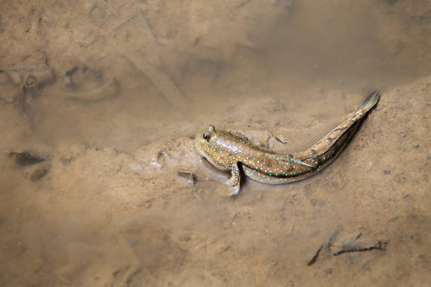 istock Close up of Mudskipper Fish 1322976634