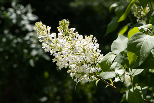 A branch of white lilac with green leaves and buds blooms on a green blurred background in summer