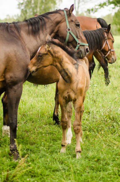istock Horses with foal in pasture, Latvia 1322978161
