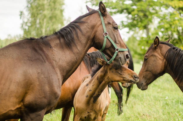istock Horses with foal in pasture, Latvia 1322978188