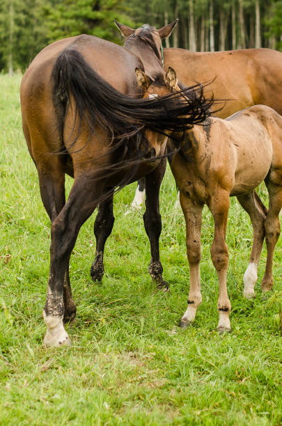 istock Horses with foal in pasture, Latvia 1322978205