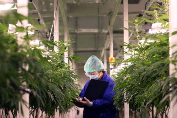 cannabis blätter in geschlossenen system labor. wissenschaftler inspektor prüffeld. cannabis rezept für den persönlichen gebrauch, legale leichte drogen verschreiben, alternative heilmittel oder medikamente, medizin-konzept - business life land light stock-fotos und bilder