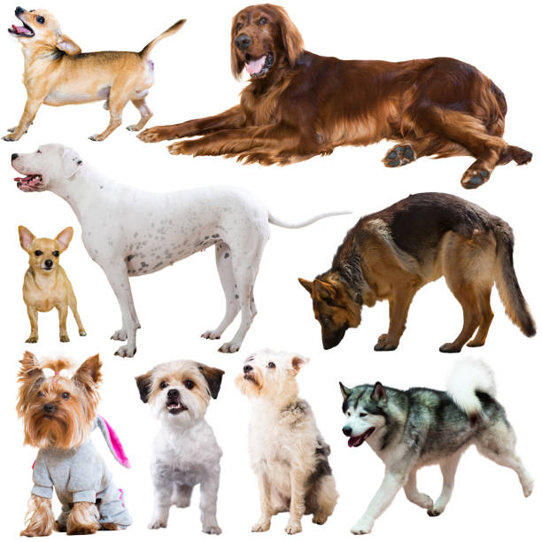 istock Large group of dogs isolated on a white background 1322979339
