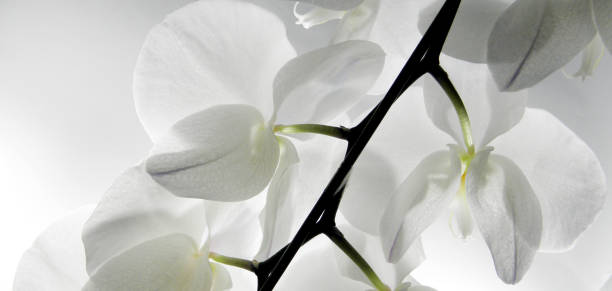 istock Close-up Phalaenopsis , beautiful white orchids, isolated on a white background (selective focus) Taiwan is known as the Orchid Kingdom 1322979480