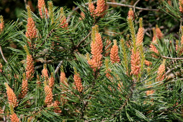 istock Yellow Pollen on a new pine blossom 1322980469