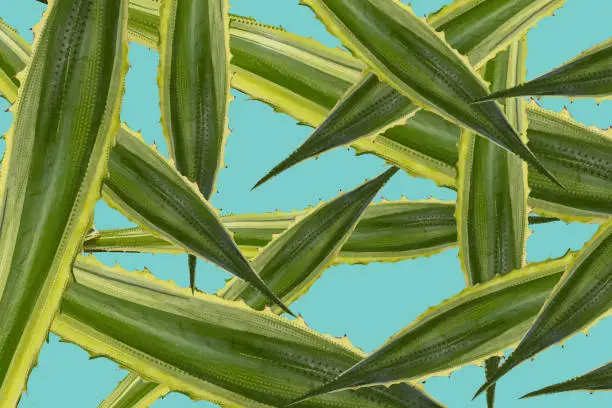 Vector illustration of Aloe left plants