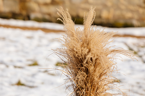 Flowers of Miscanthus sinensis in winter at sunset, Clump of giant Chinese silver grass r Susuki grass at Vaclav Havel Park in Litomerice, snow at sunny day, grass tied in sheaves, plant close up