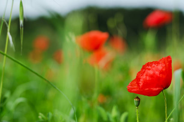 hintergrund eines sommerfeldes rot blühender mohnblumen aus nächster nähe an einem windigen tag. ansicht von rotem mohn. natürliche hintergründe und texturen. - oriental poppy poppy leaf close up stock-fotos und bilder