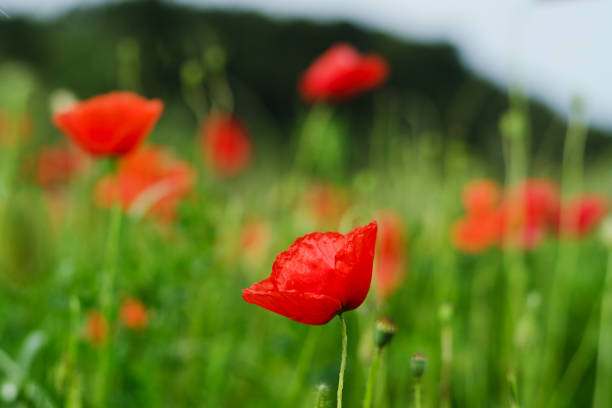 hintergrund eines sommerfeldes rot blühender mohnblumen aus nächster nähe an einem windigen tag. ansicht von rotem mohn. natürliche hintergründe und texturen. - oriental poppy poppy leaf close up stock-fotos und bilder