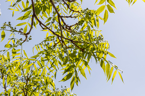 The Bright beautiful green texture of young Phellodendron amurense or Sakhalin Cork Tree leaves is on the blue sky background in the park in summer