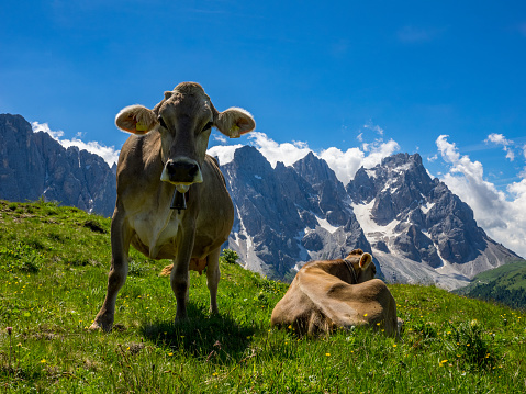 Cows in the Dolomites