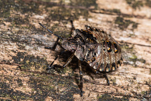 istock Stink bug on stick. Brown Marmorated Stink Bugs will be back with a vengeance this fall 1322983692